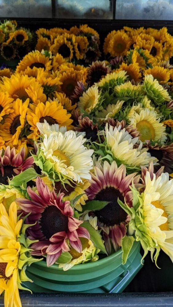 Sacramento Valley sunflowers are a super crop.
