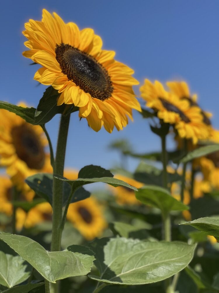 Sacramento Valley sunflowers are a super crop.