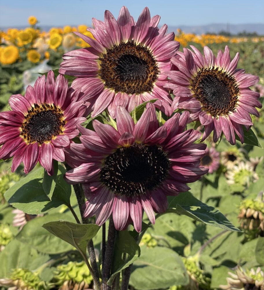 Sacramento Valley sunflowers are a super crop.