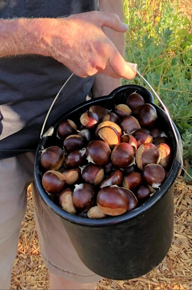 Bucket of fresh whole chestnuts