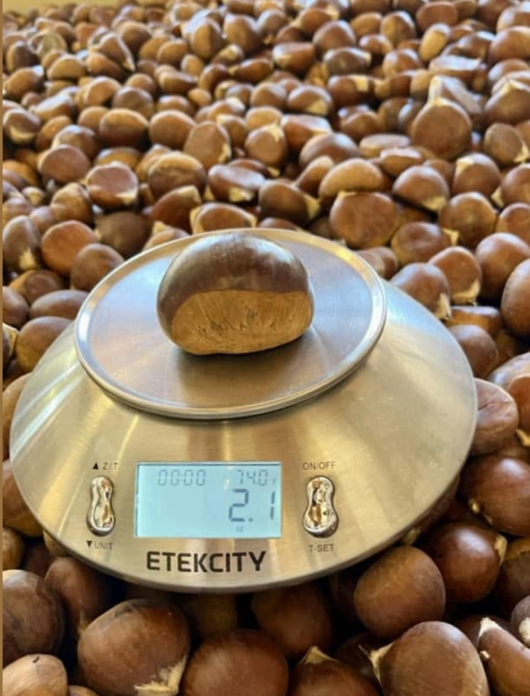 Jumbo size chestnut from Harrison's California Chestnuts
